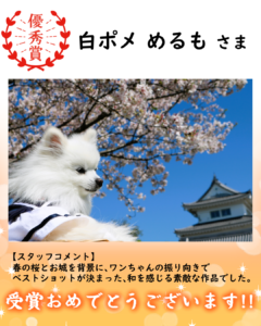 🌸フォトコンテスト受賞作品発表👑